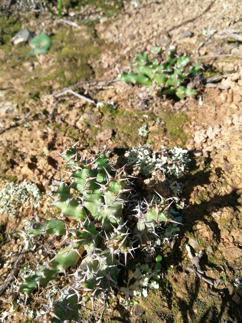 Euphorbia stellata photo 4