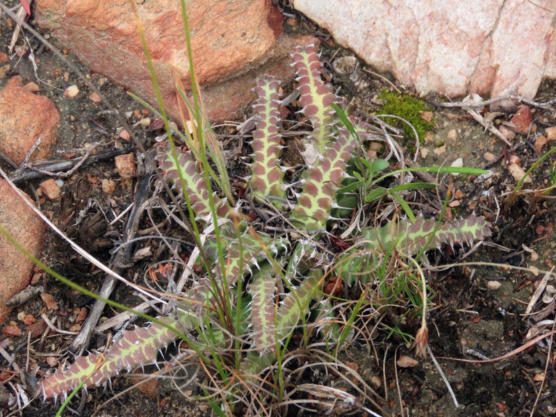 Euphorbia stellata photo 5