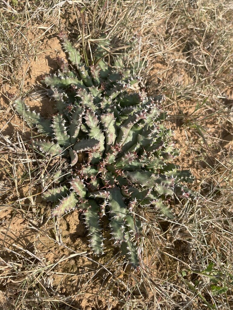 Euphorbia stellata photo 6