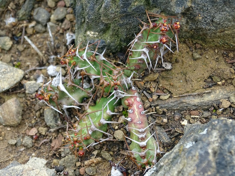 Euphorbia stellata photo 7