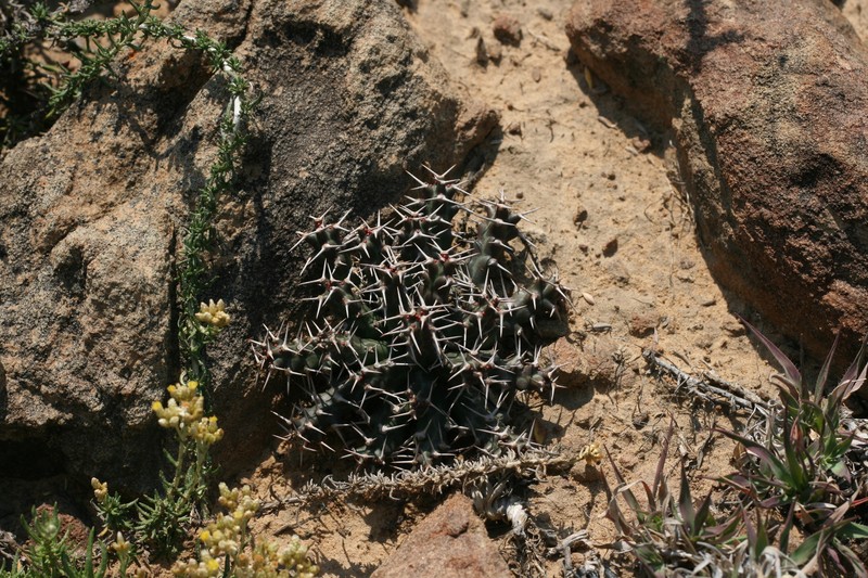 Euphorbia stellata subsp. micracantha