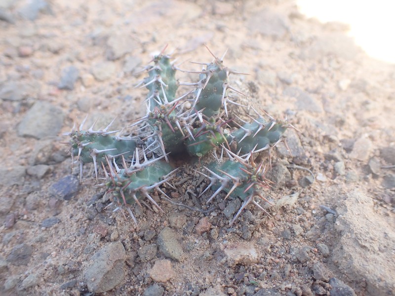Euphorbia stellata subsp. micracantha photo 2