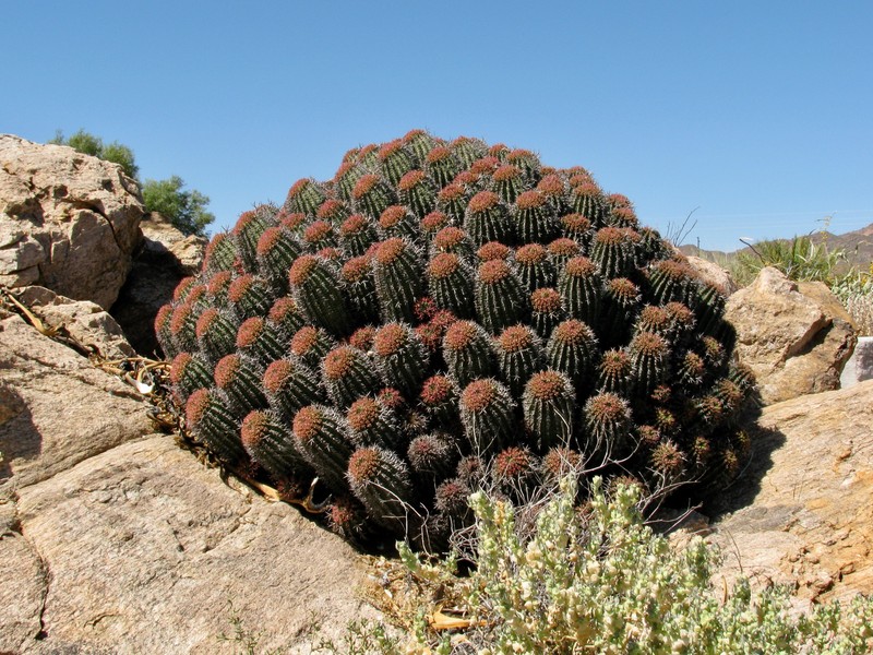 Euphorbia stellispina