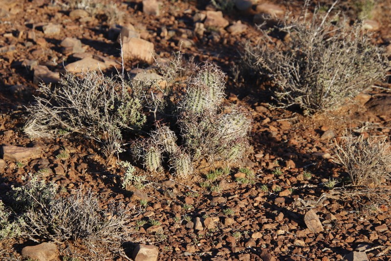 Euphorbia stellispina photo 2