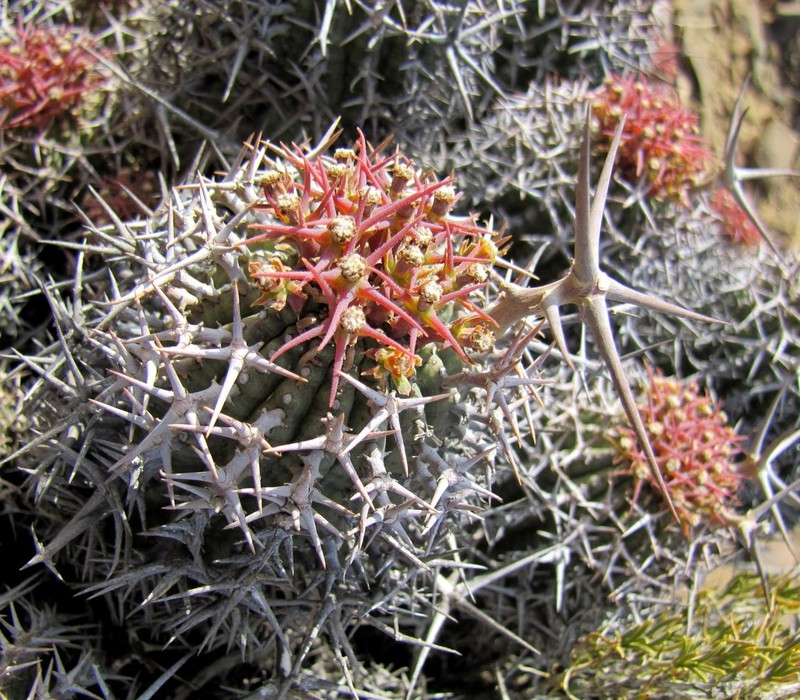 Euphorbia stellispina photo 3
