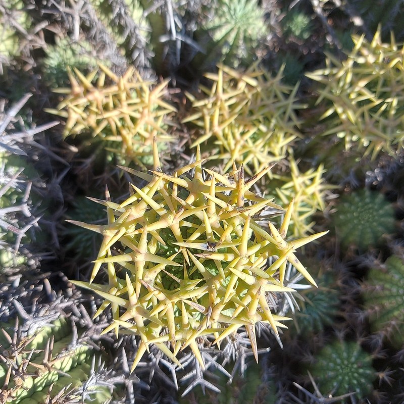 Euphorbia stellispina photo 4