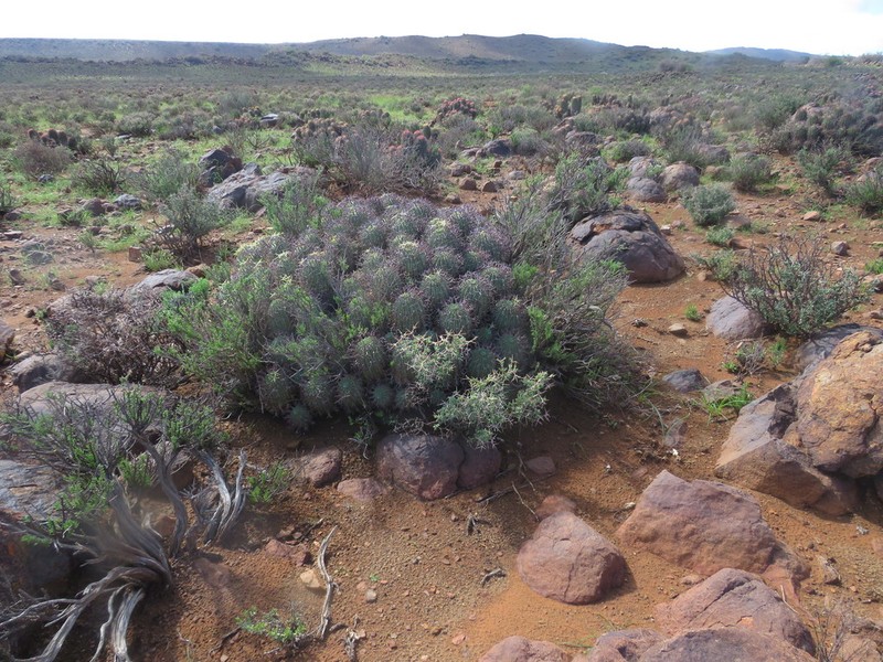 Euphorbia stellispina photo 6