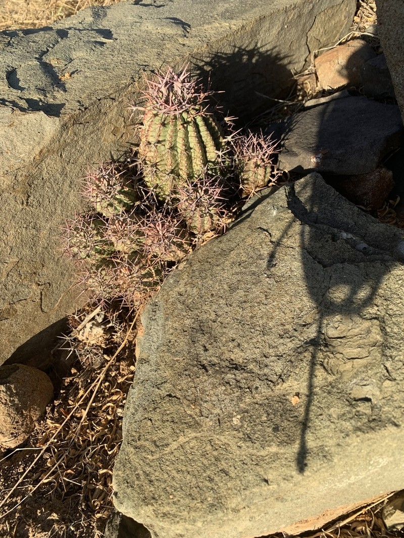 Euphorbia stellispina photo 7