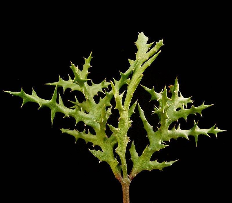 Euphorbia stenoclada