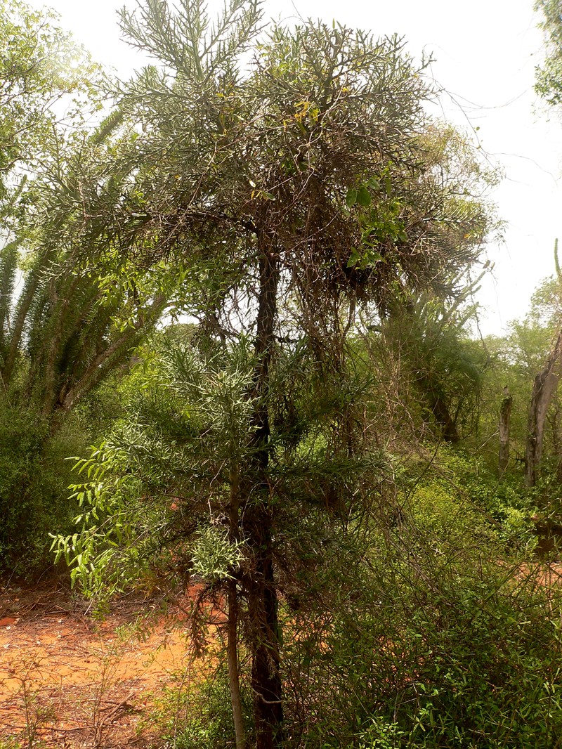 Euphorbia stenoclada photo 2