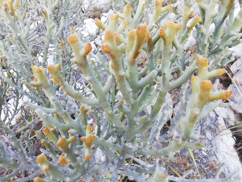 Euphorbia stenoclada photo 5