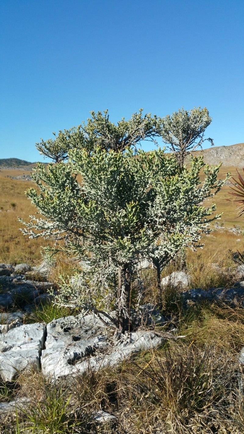 Euphorbia stenoclada photo 6