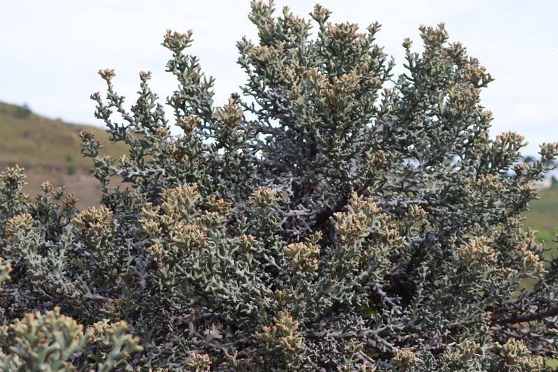 Euphorbia stenoclada subsp. ambatofinandranae