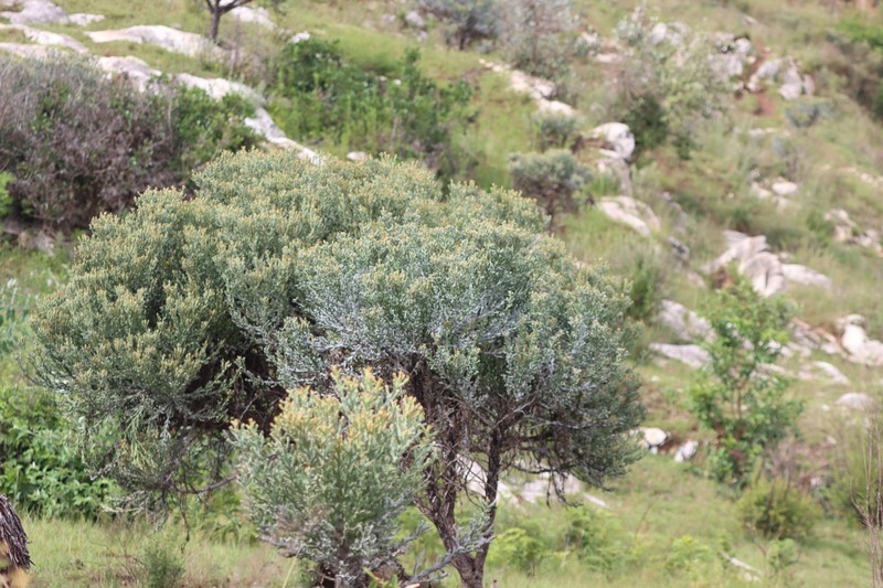 Euphorbia stenoclada subsp. ambatofinandranae photo 4