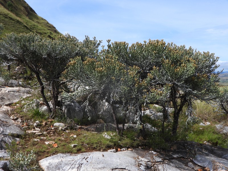 Euphorbia stenoclada subsp. ambatofinandranae photo 5