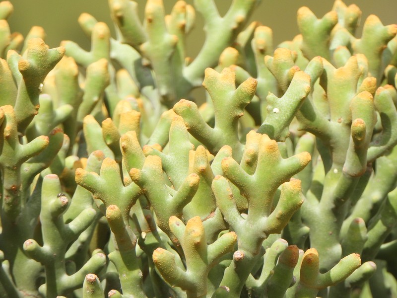 Euphorbia stenoclada subsp. ambatofinandranae photo 6
