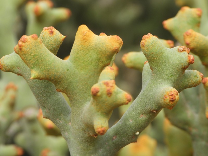 Euphorbia stenoclada subsp. ambatofinandranae photo 7