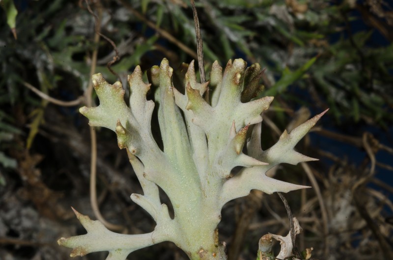 Euphorbia stenoclada subsp. stenoclada