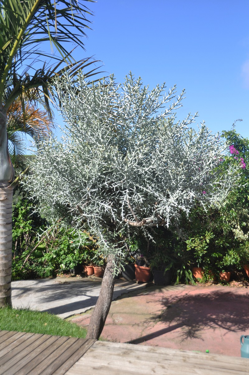 Euphorbia stenoclada subsp. stenoclada photo 3