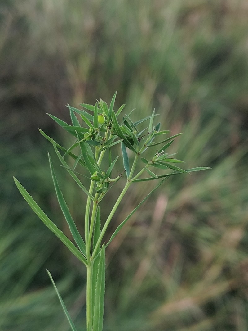 Euphorbia stenophylla photo 2