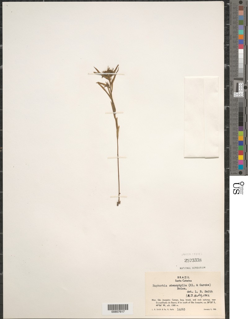 Euphorbia stenophylla photo 3