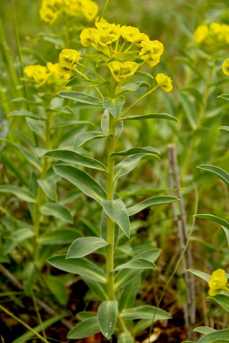 Euphorbia stepposa