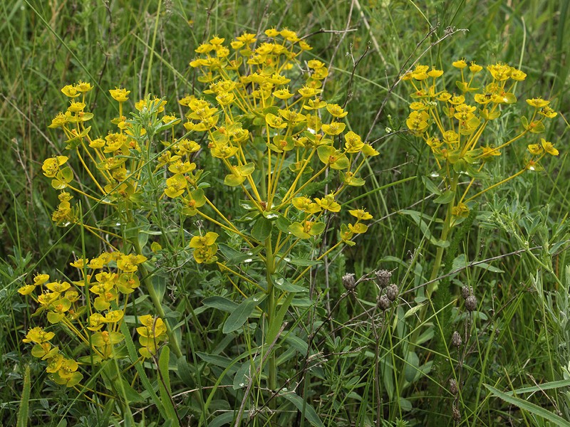 Euphorbia stepposa photo 2