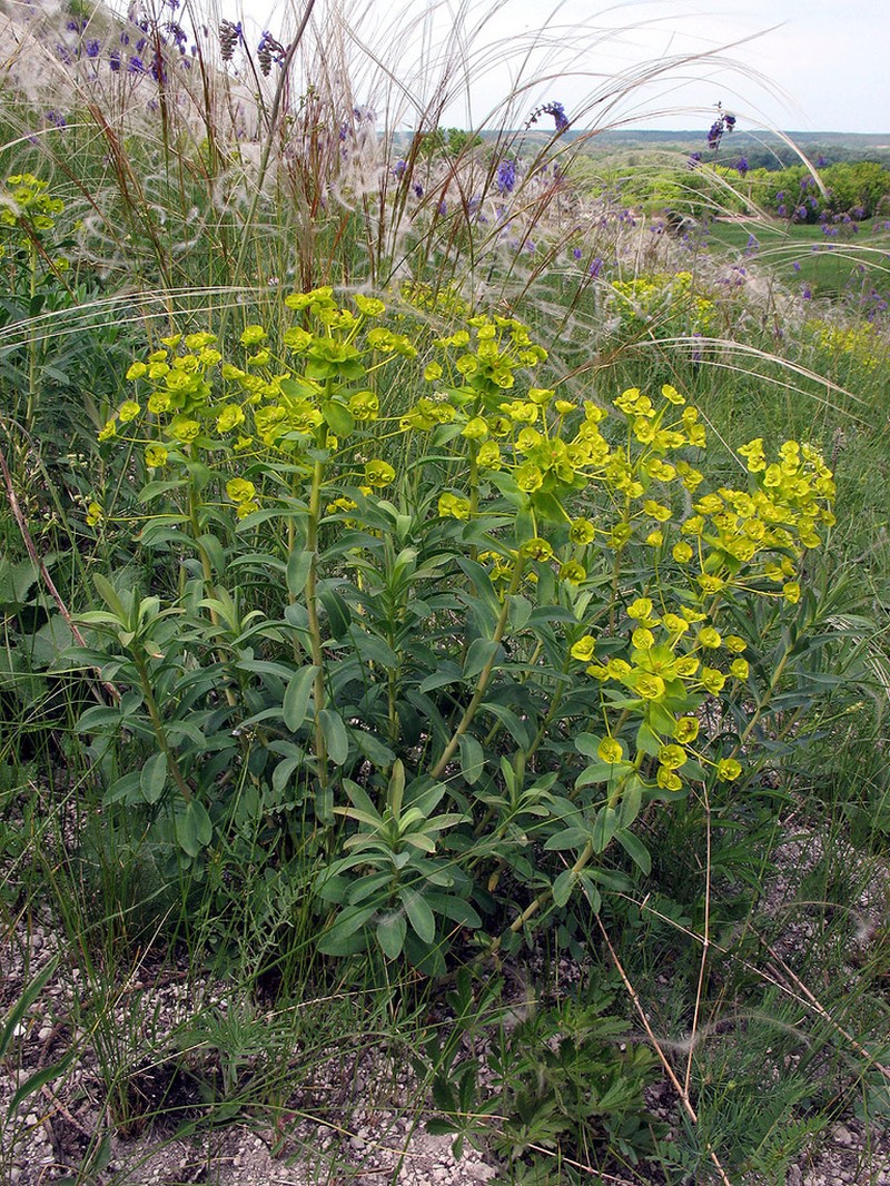 Euphorbia stepposa photo 4
