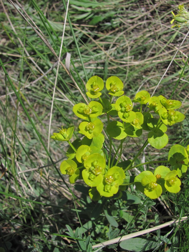 Euphorbia stepposa photo 5