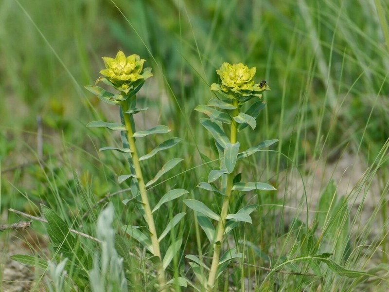 Euphorbia stepposa photo 6