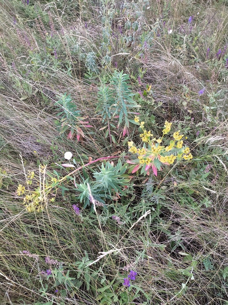 Euphorbia stepposa photo 7