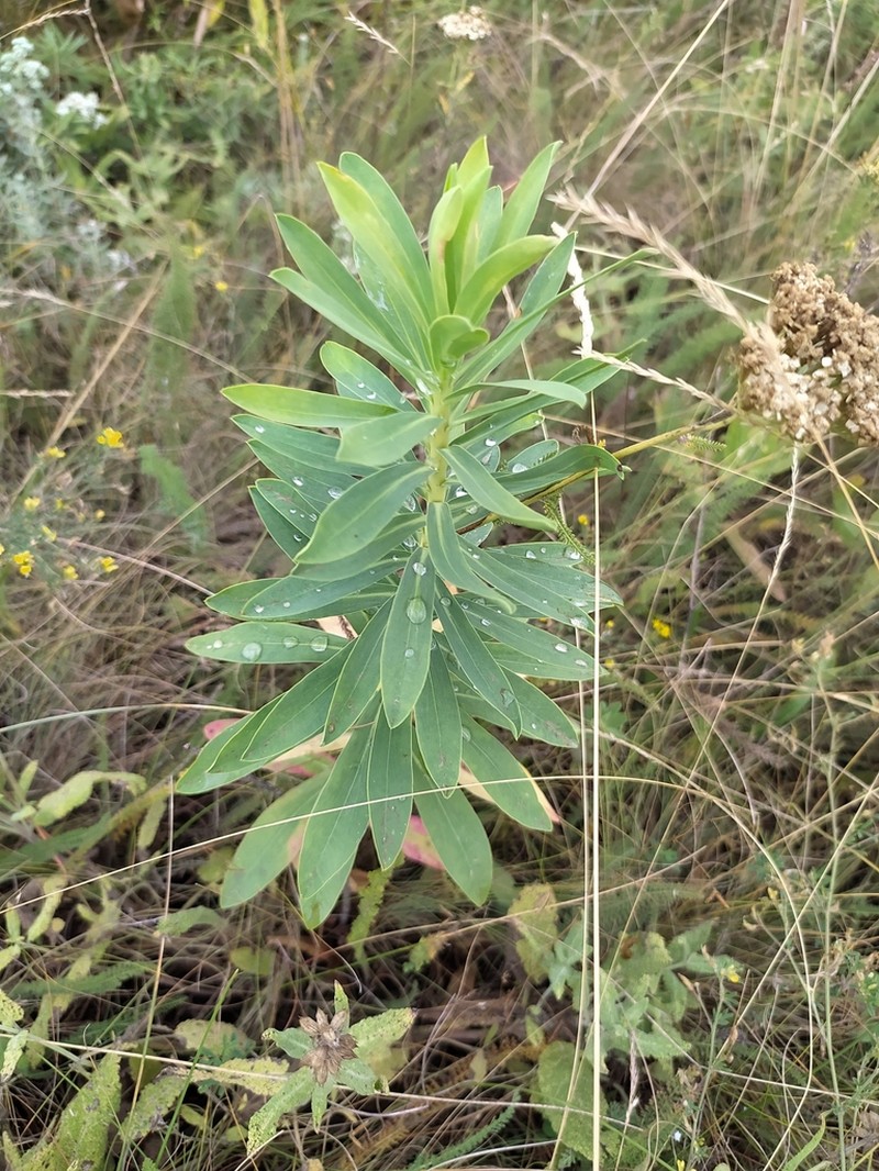 Euphorbia stepposa photo 8