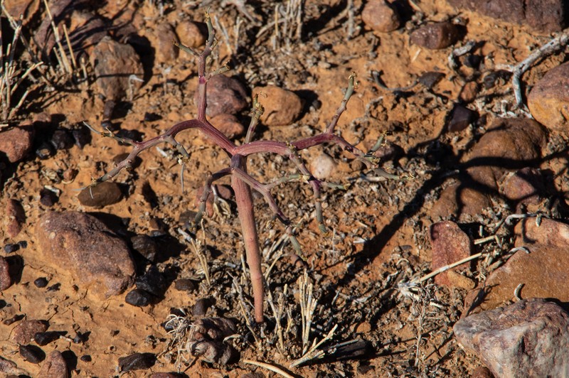 Euphorbia stevenii