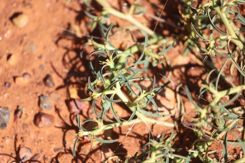 Euphorbia stevenii photo 3