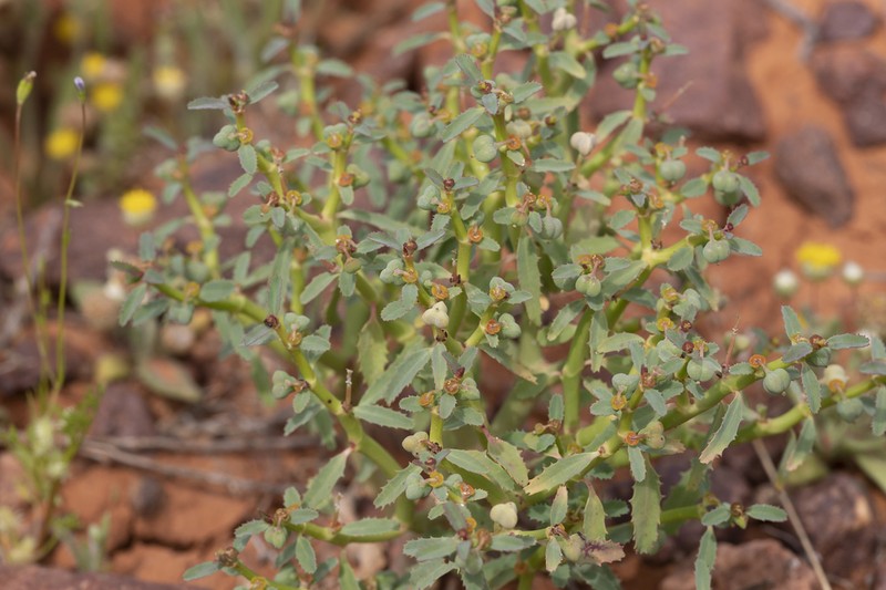 Euphorbia stevenii photo 4