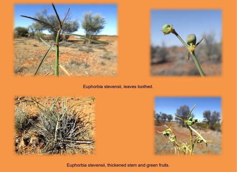 Euphorbia stevenii photo 5