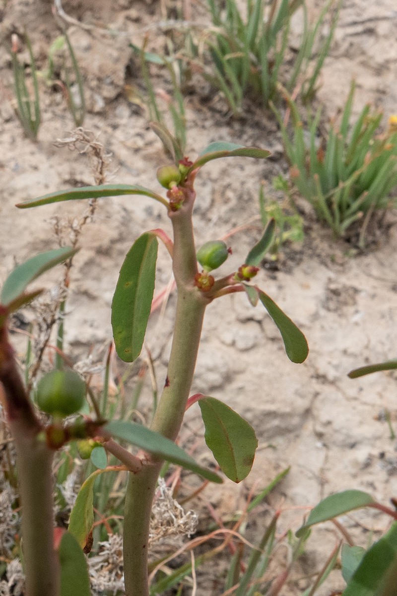Euphorbia stevenii photo 6