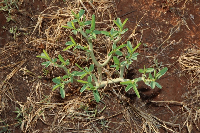 Euphorbia stevenii photo 7