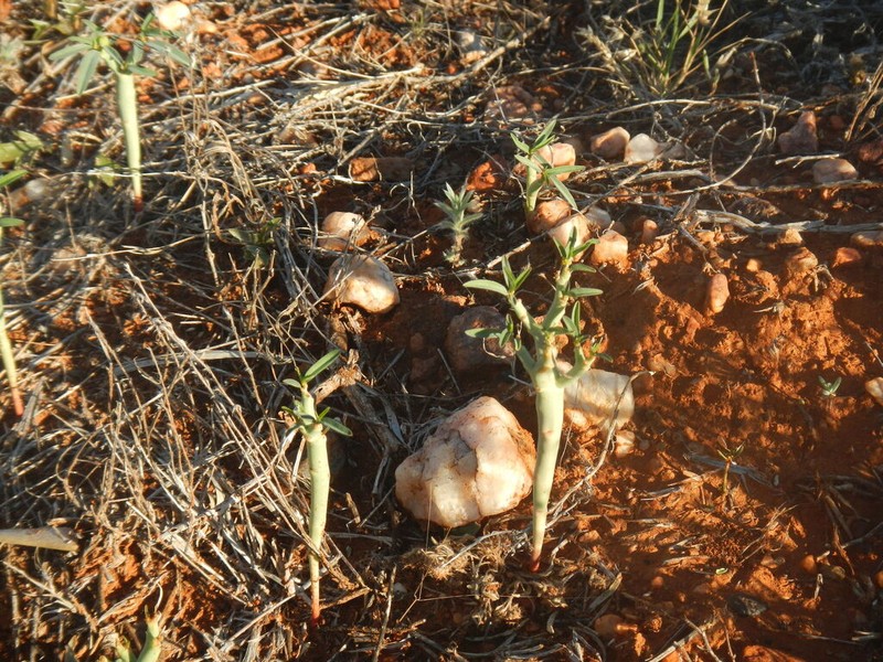 Euphorbia stevenii photo 8
