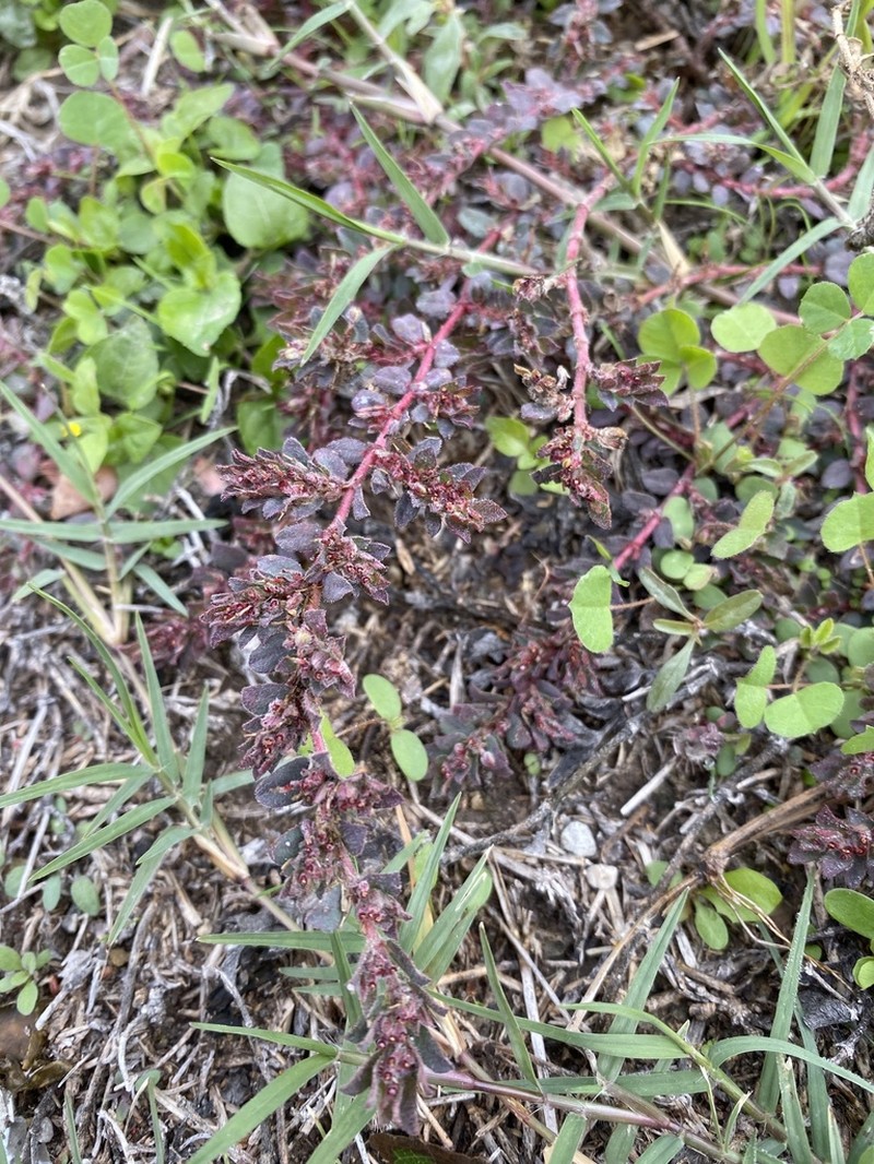 Slimseed Sandmat photo 7