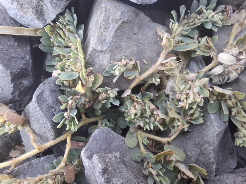 Euphorbia stictospora var. stictospora