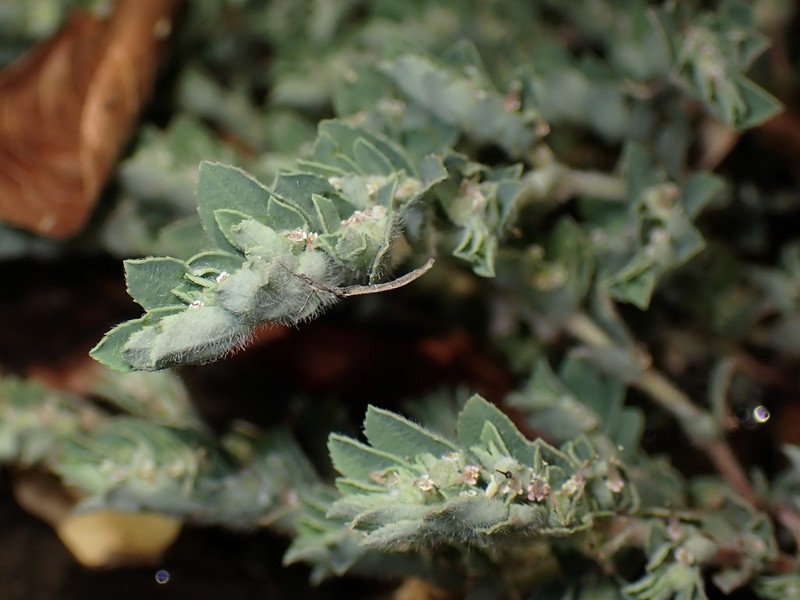 Euphorbia stictospora var. stictospora photo 2
