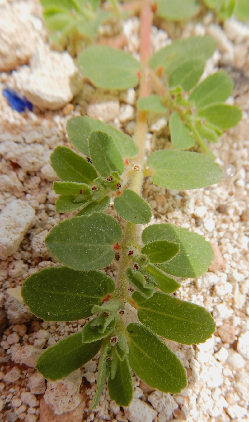Euphorbia stictospora var. stictospora photo 3