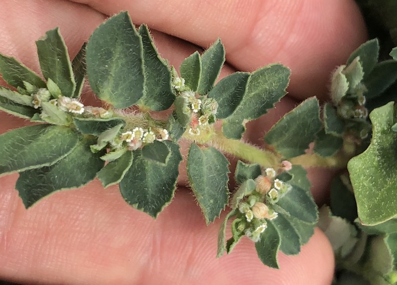 Euphorbia stictospora var. stictospora photo 4