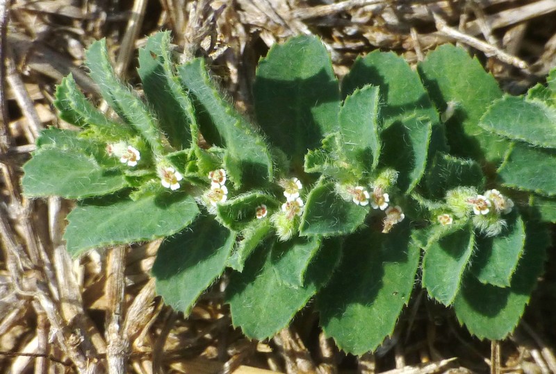 Euphorbia stictospora var. stictospora photo 5