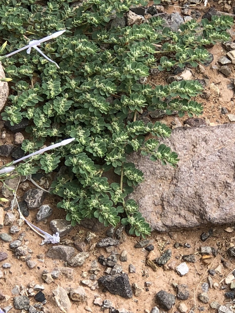 Euphorbia stictospora var. stictospora photo 6
