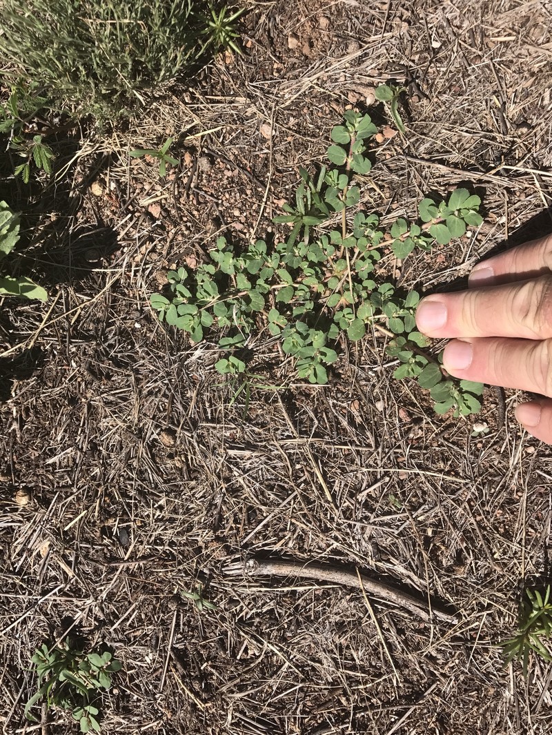 Euphorbia stictospora var. stictospora photo 7