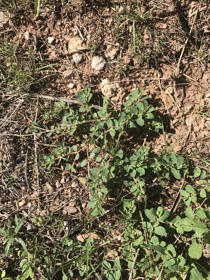 Euphorbia stictospora var. stictospora photo 8