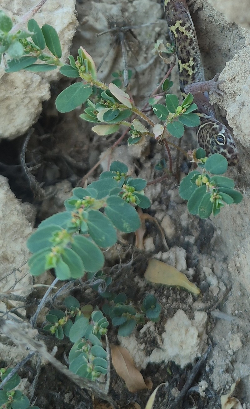 Euphorbia stictospora var. sublaevis