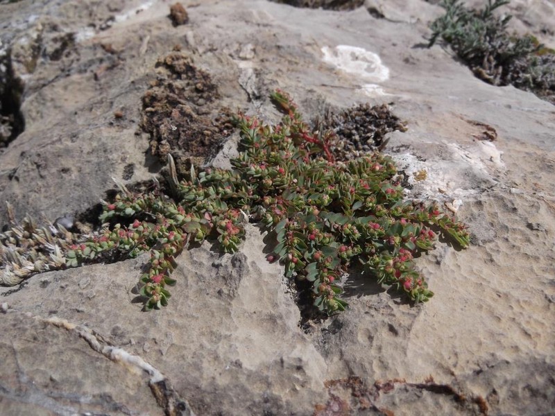 Euphorbia stictospora var. sublaevis photo 2